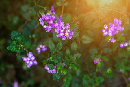 丰富多彩的白色春天美丽Verbena亲生植物花朵紫色图片