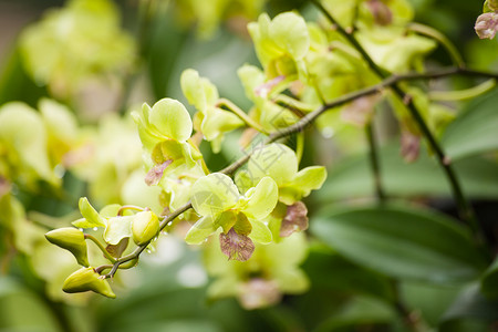 花园中的多彩兰和装饰植物更新以见观众植物群花束学图片
