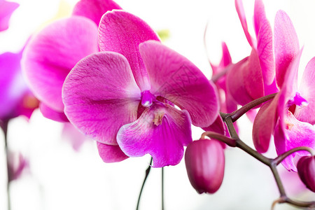 香气冬天用于装饰和美观的菜园兰花斑图片