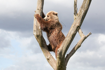 猎人树上的小棕熊泰迪肖像图片