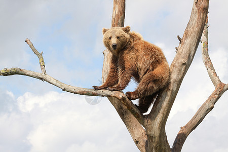 棕色熊一种树上的小棕熊哺乳动物猎人背景