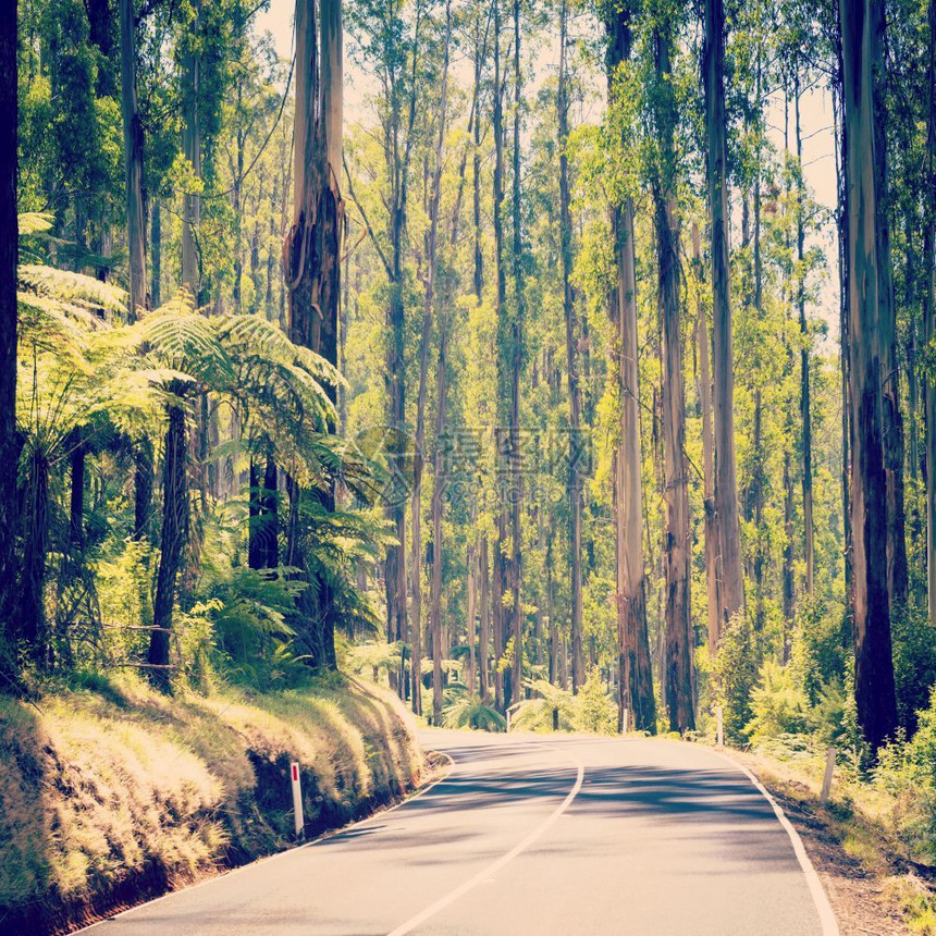 周六亚拉澳大利维多州Yarra山谷BlackSpur沿澳大利亚Yarra河谷森林的塔木和树苗带有回溯Instagram风图片