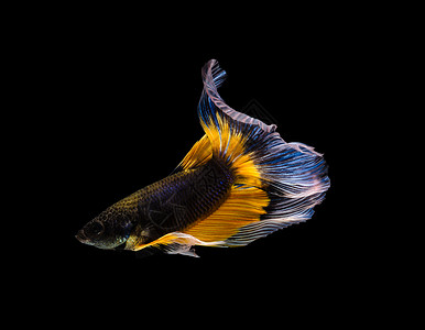 黄色黑尾宅泥鱼宠物游泳的动三色黑黄和蓝半月尾巴贝塔与以黑色背景孤立的鱼决斗运动BettaPleendens鱼类泰国流行的水族馆鱼类Tricol背景
