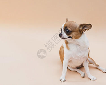 正方形动物脊椎奥林巴斯数码相机狗坐着望远处复制空间背景图片