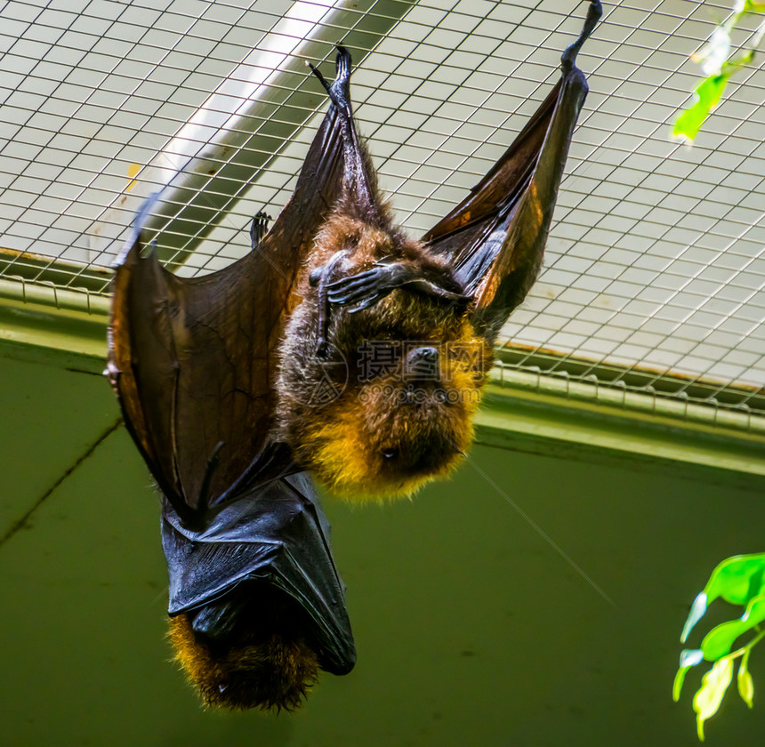 受欢迎的鲶鱼脸热带巨型蝙蝠来自非洲的濒危动物种群等特大热带蝙蝠非洲濒危动物图片
