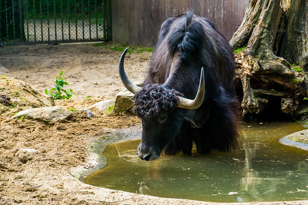 喇叭威胁在水坑里洗澡的野牛热带来自亚洲海拉雅山脉的热带牛群喜马拉雅图片