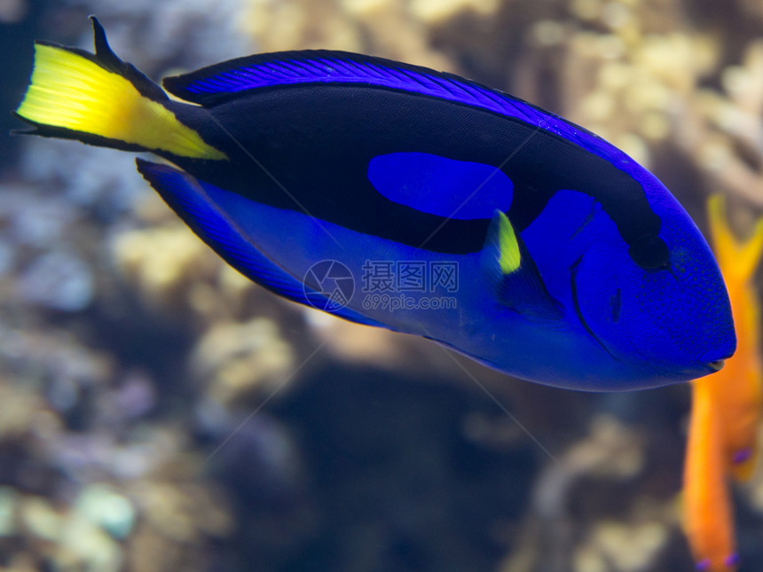 自然海印度太平洋水族馆内的美洲豹肝炎外科动物蓝色的图片