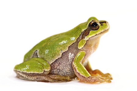 攀爬欧洲树蛙丰富多彩的荒野高清图片