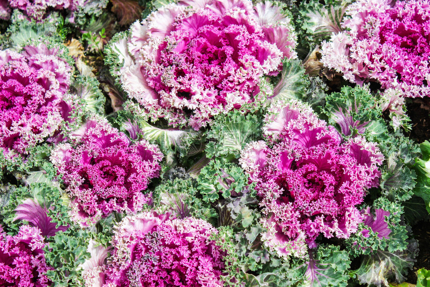紫色装饰卷心菜是很棒的花园装饰开重点粉色的图片