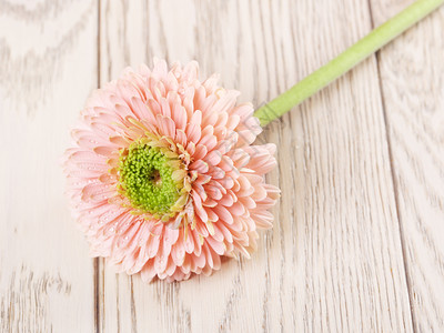 春天花的粉红色白雪贝拉花朵木制背景头图片