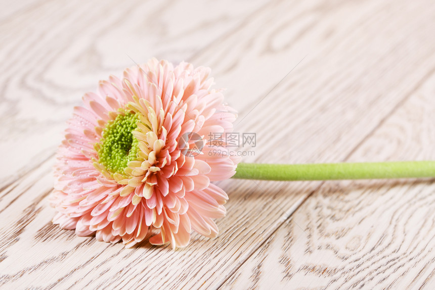 雏菊颜色粉红的白雪贝拉花朵木制背景的图片