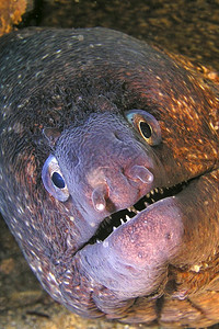 欧洲鳗鱼擦玻璃野生动物地中海莫雷穆拉埃纳赫莱CaboCopePuntasdelCalnegre自然公园地中海西班牙穆尔亚动物群背景