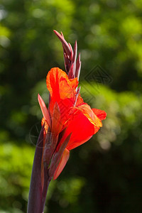 异国情调花园里的美丽奇红色花朵美植物学图片