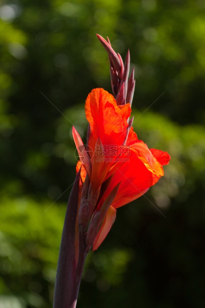 花园里的美丽奇红色花朵快乐奥尔洛夫明亮图片