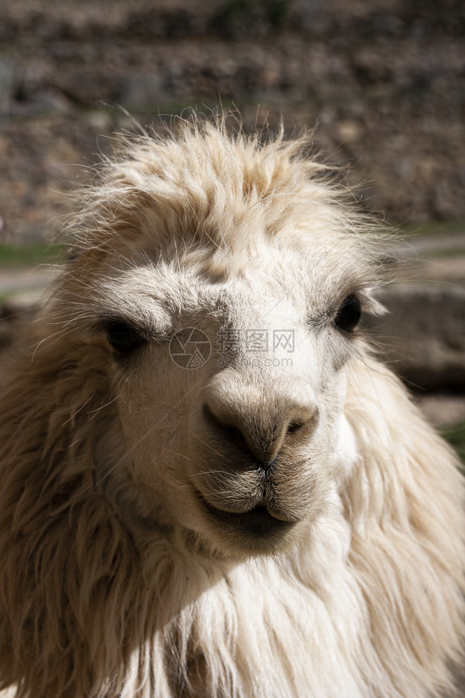 一头乳白色的山驼肖像动物秘鲁羊毛图片