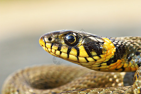爬虫皮肤疱疹美丽的Natrixnatrix肖像普通的草蛇图片