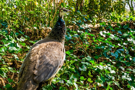 来自印度的多彩热带鸟类群落亚历山苏姬岛羽毛雉科图片