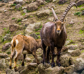 雄高山海绵羊皮在一些岩石上站着个破碎的角欧洲山上动物受欢迎鹿角图片