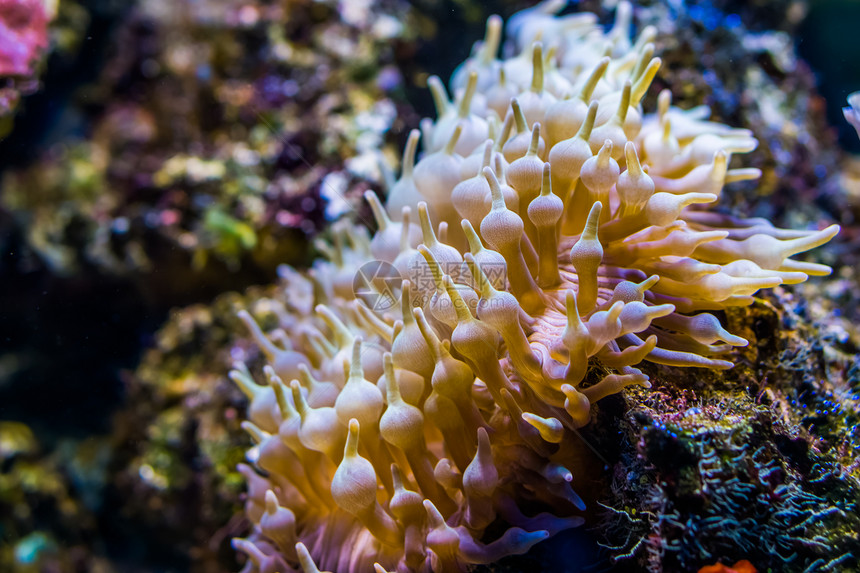 珊瑚气泡提示海洋生物背景来自非太平洋的无脊椎动物种洋生背景在海洋生物背景中印度图片