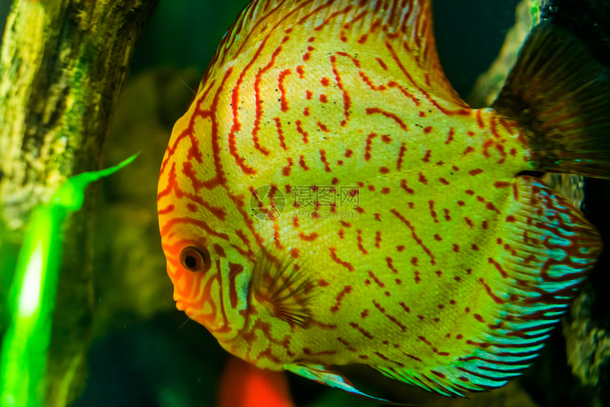 条纹水下靠近蓝盘鱼水产养殖中流行的热带水族馆宠物来自亚马松盆地的热带鱼类品种脸部图片