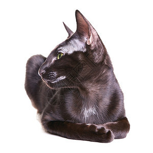 女猫科动物黑东方短毛猫肖像在白色背景上孤立宠物图片