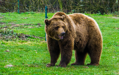 肖像一只棕熊站在草地上欧亚和北美的普通动物流行园群中受欢迎的亚洲图片