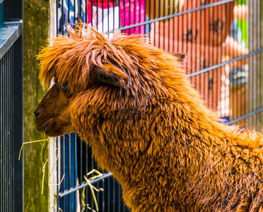 棕褐色的羊毛紧贴着头部可爱的农场动物来自美洲的热带物种脸男哺乳动物图片