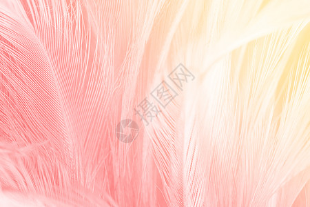 柔软的翅膀蓬松美丽红粉色调音羽毛橙光质背景趋势颜色图片