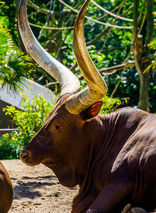 受欢迎的紧贴着一个安可瓦图西的面孔牛头和大角美国流行的品种宽坐着图片