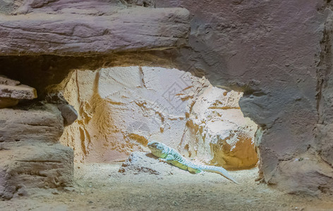 龙热带坐在山洞荒漠环境中的岩石上绿点蜥蜴座落在他的山洞沙漠中图片