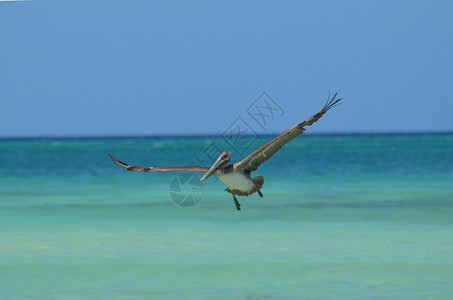飞过水面时翅膀伸展的佩利肯人热带展翅大鸟图片