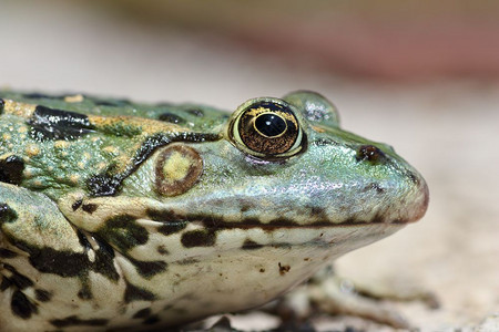 沼泽青蛙头部的剖面图景雄形象食用鲢鱼美丽的图片