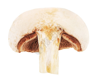 有机的菌新鲜半个玉米香蘑菇白底孤立于世图片