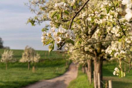 生物圈旅游德国伯吉切人土地草原果园与盛开的树木全景图象美丽图片