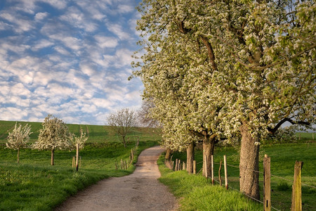 户外德国伯吉切人土地草原果园与盛开的树木全景图象风农业图片
