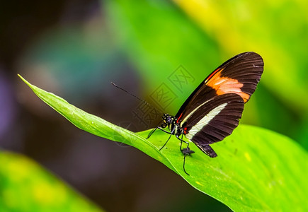 大型密闭的红后小蝴蝶来自哥斯达黎加美洲的热带昆虫国人种有脚的图片