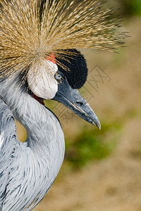 美丽的灰冠白鹤Grus平静地摆姿势Grus自然喙羽毛图片