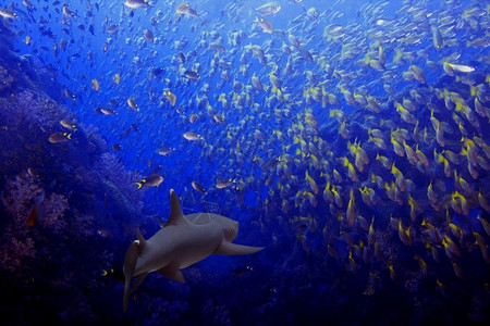 波浪白海礁鲨鱼与一所学校的群宽自然图片