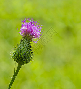 马里亚纳姆药物地中海圣洁的粉红色花朵在春天盛开背景