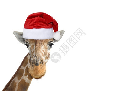 鼻子可爱有趣的长颈鹿头在圣诞节或老人帽子隔离在白色背景动物投标图片