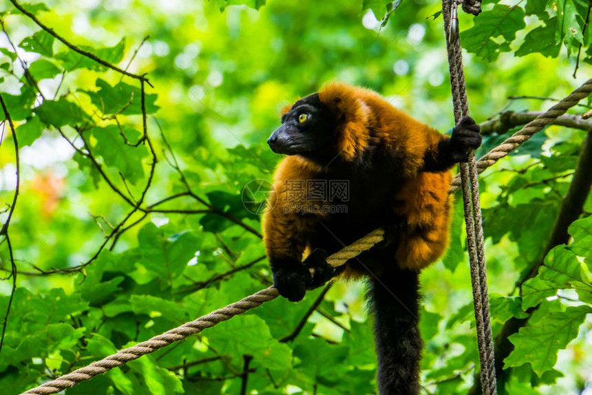 狐猴树一种可爱的热带猴子来自马达加斯的濒危动物种群非常濒危他们来自马达加斯在马达斯图片