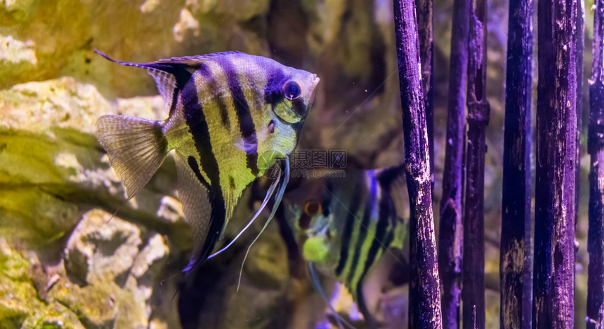 哥伦比亚本底有另一头天使鱼流行水族馆宠物来自亚马孙盆地的热带鱼类淡水天使新鲜的有条纹图片