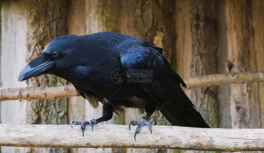 黑暗常见的鸟类大黑乌鸦在一枝上紧闭的树一个流行的神话鸟图片