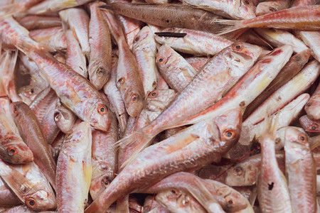 龙岭食物海豚鱼在那不勒斯公海市场于天海市的地中鱼类图片