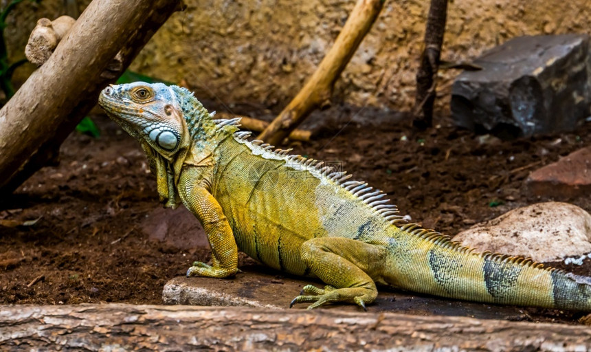 异国情调爬行动物来自美洲的流行热带爬虫人种绿色美洲蜥蜴的近视肖像丰富多彩的图片