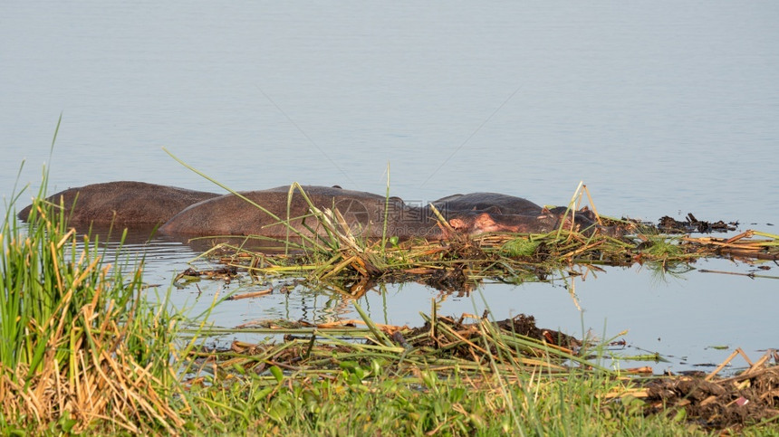乌干达穆奇松瀑布公园MurchisonFalls野生动物荒全景图片
