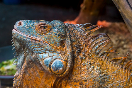 鬣蜥科脸橙美式绿色蜥蜴的面孔详细爬虫头热带蜥蜴来自美国流行的异宠物图片