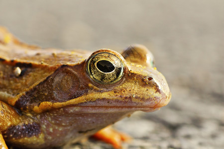 动物群脊椎Ranadalmatina冬眠后春季肖像常见的柔软青蛙科图片