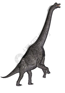 黑龙恐在白色背景下走着头的恐龙黑爪子迪诺进化高清图片