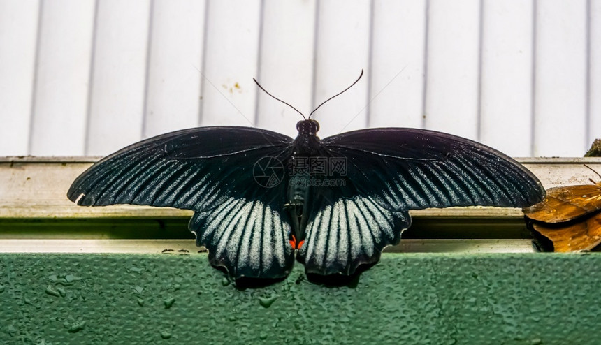宠物黑白蝴蝶热带昆虫来自亚洲哲学的热带昆虫品种亚洲燕尾摩门教图片